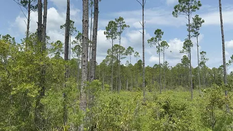 Tract 90 Circle Block Loop Loop, Perry, FL 32348 photo 25