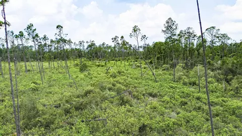 Tract 90 Circle Block Loop Loop, Perry, FL 32348 photo 36