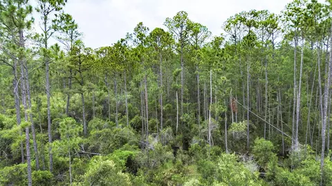 Tract 90 Circle Block Loop Loop, Perry, FL 32348 photo 35