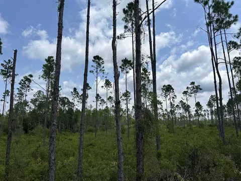 Tract 90 Circle Block Loop Loop, Perry, FL 32348 photo 10
