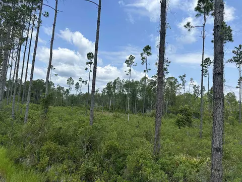 Tract 90 Circle Block Loop Loop, Perry, FL 32348 photo 11