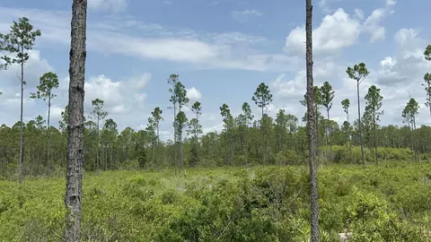 Tract 90 Circle Block Loop Loop, Perry, FL 32348 photo 27