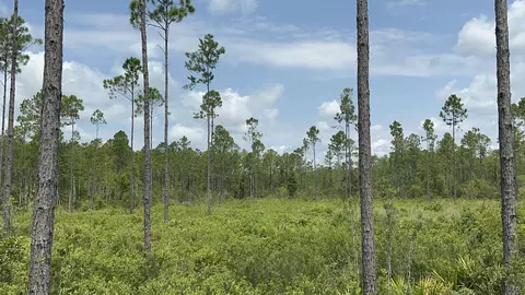 Tract 90 Circle Block Loop Loop, Perry, FL 32348 photo 26
