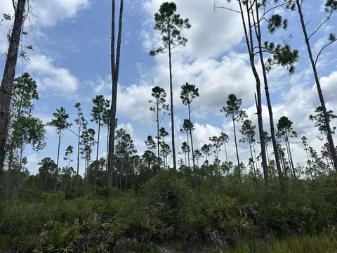Tract 90 Circle Block Loop Loop, Perry, FL 32348 photo 6