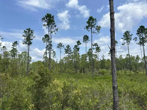 Tract 90 Circle Block Loop Loop, Perry, FL 32348 photo 14
