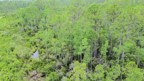 Tract 90 Circle Block Loop Loop, Perry, FL 32348 photo 33