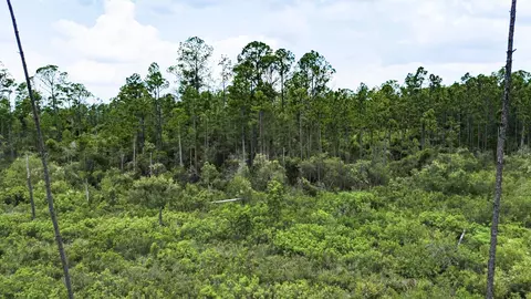Tract 90 Circle Block Loop Loop, Perry, FL 32348 photo 37