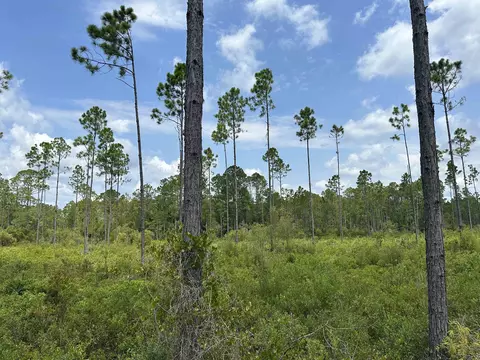 Tract 90 Circle Block Loop Loop, Perry, FL 32348 photo 18