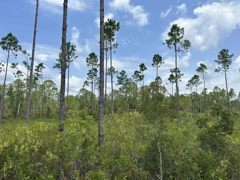 Tract 90 Circle Block Loop Loop, Perry, FL 32348 photo 13