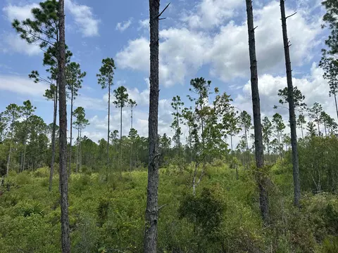 Tract 90 Circle Block Loop Loop, Perry, FL 32348 photo 17