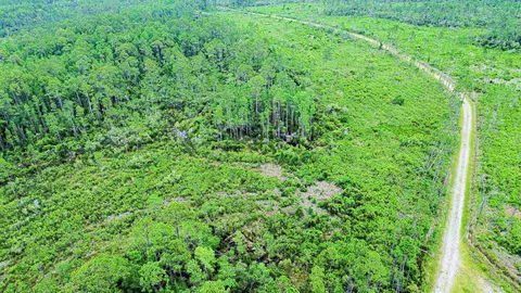 Tract 90 Circle Block Loop Loop, Perry, FL 32348 photo 31