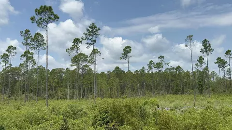 Tract 90 Circle Block Loop Loop, Perry, FL 32348 photo 29