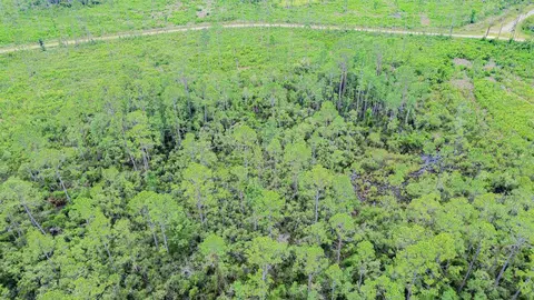 Tract 90 Circle Block Loop Loop, Perry, FL 32348 photo 32