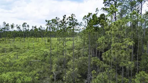 Tract 90 Circle Block Loop Loop, Perry, FL 32348 photo 34