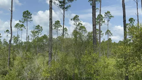 Tract 90 Circle Block Loop Loop, Perry, FL 32348 photo 24