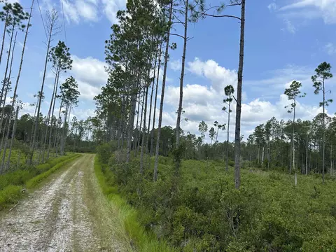 Tract 90 Circle Block Loop Loop, Perry, FL 32348 photo 12