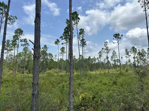 Tract 90 Circle Block Loop Loop, Perry, FL 32348 photo 16