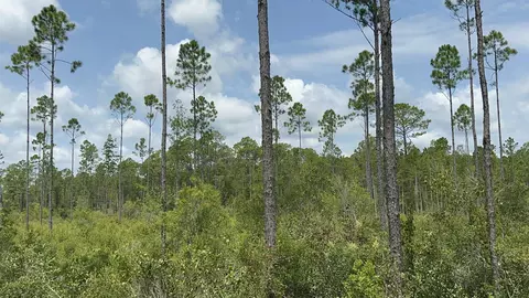 Tract 90 Circle Block Loop Loop, Perry, FL 32348 photo 23