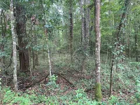 0 Tung Grove Rd, Tallahassee, FL 32317