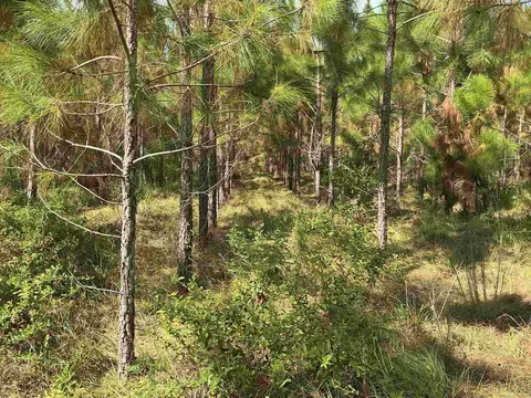 tbd S Cr 53, Madison, FL 32340 photo 2