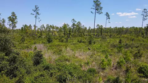 tbd Tract 5 Rogers Springs Road Rd, Perry, FL 32348