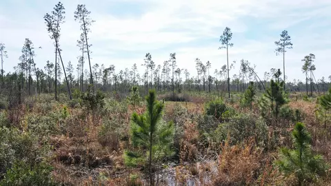 lot49 Circle Block Loop, Perry, FL 32348 photo 5