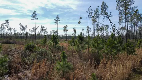lot49 Circle Block Loop, Perry, FL 32348 photo 4