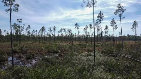 lot49 Circle Block Loop, Perry, FL 32348 photo 8