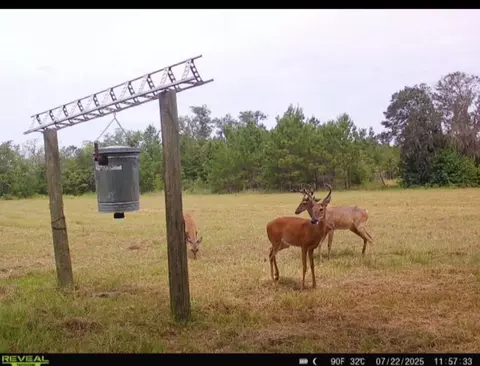 5001 NW Little Cat Rd, Madison, FL 32340