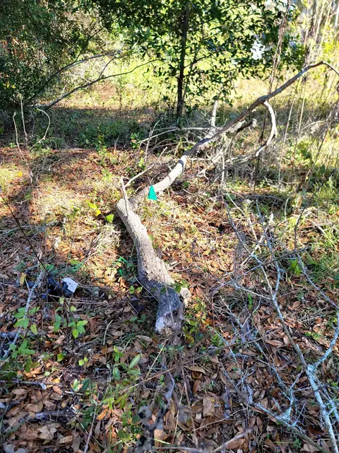 842 Ridge Rd, Tallahassee, FL 32305