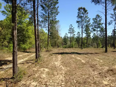 441 NE Mango Ave, Lee, FL 32059
