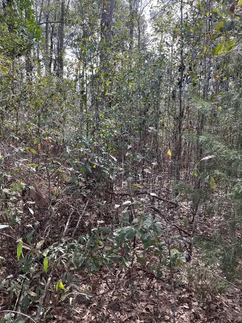 50 E Pinhook Rd, Monticello, FL 32344 photo 7