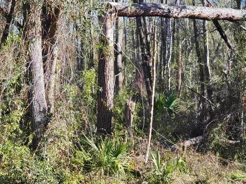 00 Pharo Morgan Rd, Perry, FL 32347 photo 4