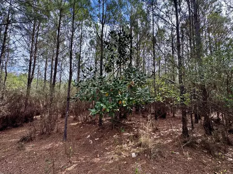 Vacant SW Captain Brown Road, Madison, FL 32340