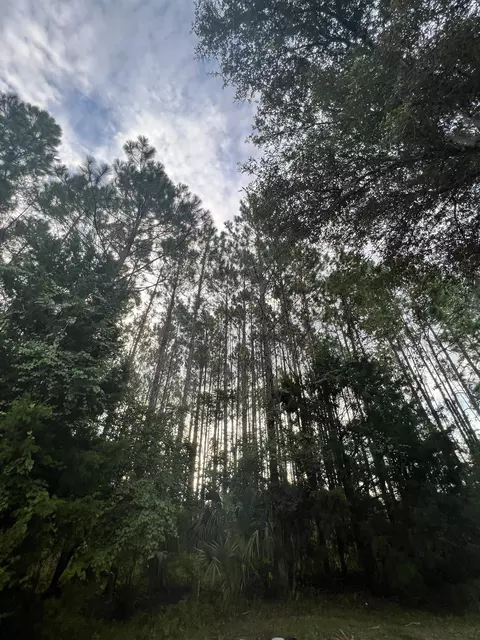 6740 Shelby Rd, Perry, FL 32348 photo 10