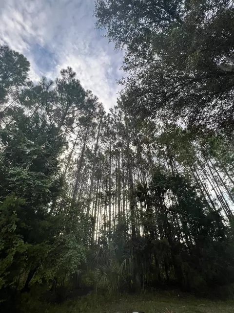 6740 Shelby Rd, Perry, FL 32348 photo 10