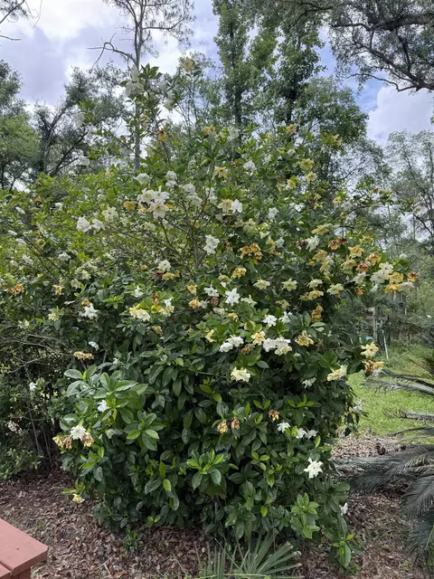 0000 NE Chervil Dr, Lee, FL 32059 photo 19