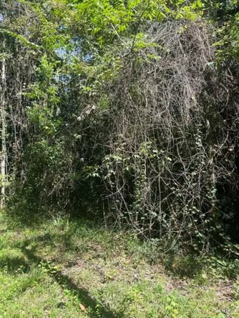 Yupon Drive, Crawfordville, FL 32327