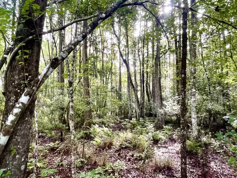 Vacant E Washington Highway, Monticello, FL 32344 photo 7