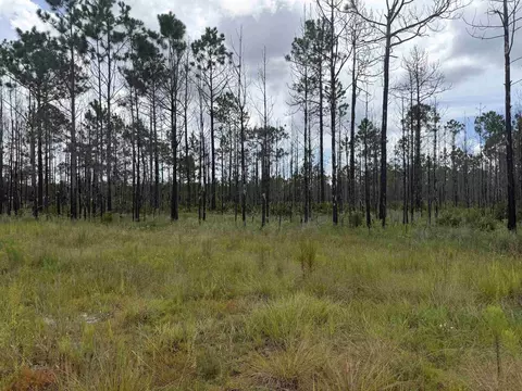 120136 25acre Longleaf Dr, Sumatra, FL 32321 photo 5