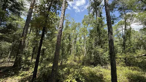 Undisclosed, Madison, FL 32340 photo 19
