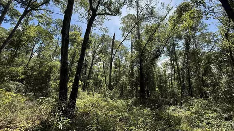 Undisclosed, Madison, FL 32340 photo 5