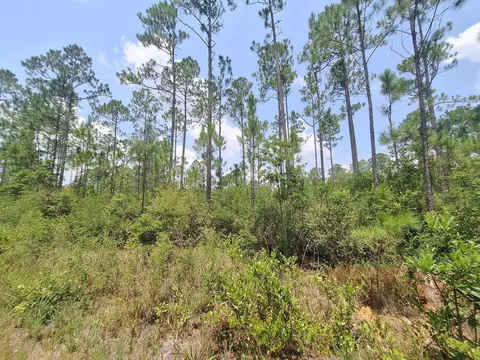 tbd Wildcat Rd, Perry, FL 32348 photo 5