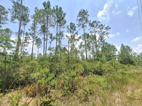 tbd Wildcat Rd, Perry, FL 32348 photo 6