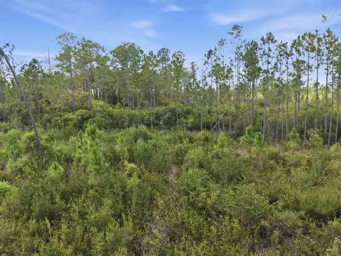 Tract 53 Circle Block Loop, Perry, FL 32348 photo 15