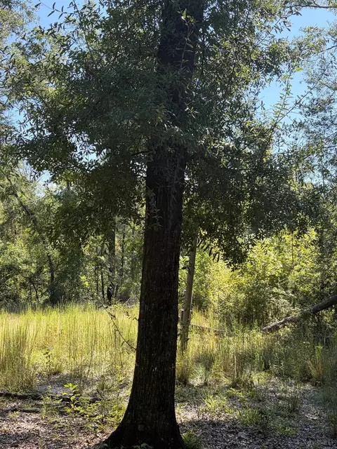 NE Chervil Drive, Lee, FL 32059 photo 8