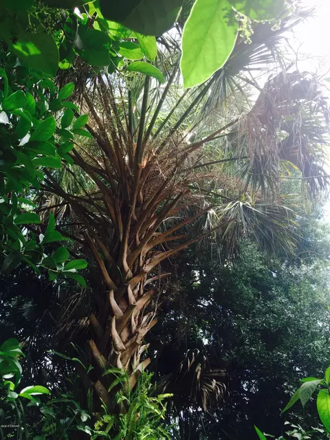 3 Fernery Trl, Ormond Beach, FL 32174 photo 32