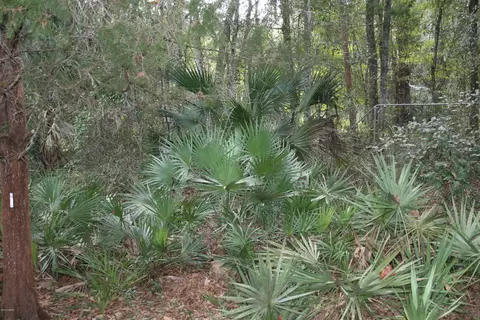 12 Mimosa Trl, Ormond Beach, FL 32174 photo 20