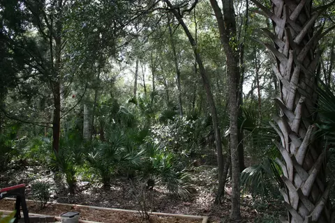 12 Mimosa Trl, Ormond Beach, FL 32174 photo 19