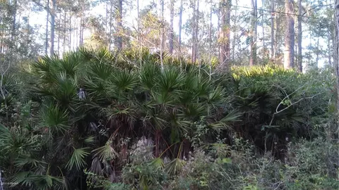 3654 Scotch Pine Ln, Ormond Beach, FL 32174 photo 5